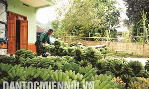 Chuối tây - Cây làm giàu ở xã Kiến Thiết