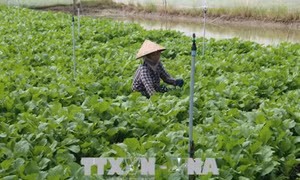 Nông dân Tiền Giang chuyển đổi trồng rau màu để tránh thiên tai