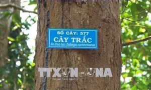 Gian nan "cuộc chiến" bảo vệ rừng trắc Đăk Uy