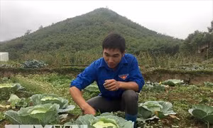 Đoàn viên Hà Văn Tâm thành công với mô hình vườn rau nhà lưới