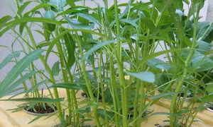 Để giống rau muống