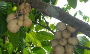 Những lưu ý khi trồng cây bòn bon