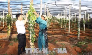 Huyện biên giới Đức Cơ hướng đến sản xuất nông nghiệp sạch