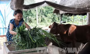 Vĩnh Long nỗ lực kéo giảm tỷ lệ hộ nghèo