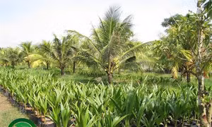 Ông Trần Văn Đen trồng dừa xiêm lùn cho thu nhập cao