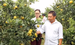 Hưng Yên áp dụng công nghệ nano trên cây ăn quả