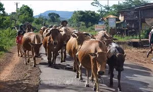 Đổi thay nơi vùng đất dữ Ia Tiêm