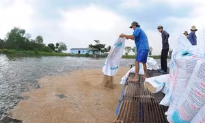 Phòng bệnh cho cá trong thời điểm giao mùa