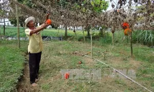 Kỹ thuật trồng cây gấc
