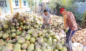 Tiền Giang phát triển vùng chuyên canh dừa thích ứng biến đổi khí hậu