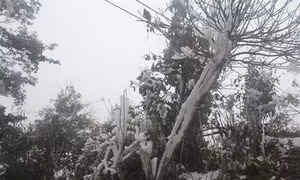 Vùng cao Mù Cang Chải đối phó với băng giá, sương muối