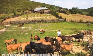 Phòng trị cảm nắng, cảm nóng cho trâu bò