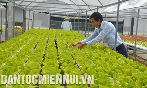 Quy trình kỹ thuật sản xuất rau thủy canh tuần hoàn