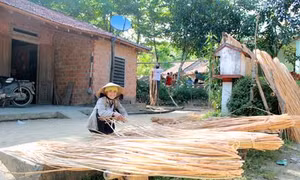 Quảng Ngãi phát triển vùng trồng mây tạo sinh kế bền vững cho người dân