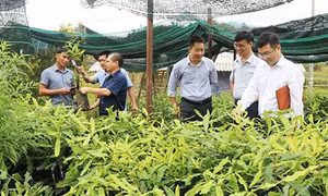 Hỗ trợ 1.000 cây mắc-ca giống cho huyện Nậm Pồ