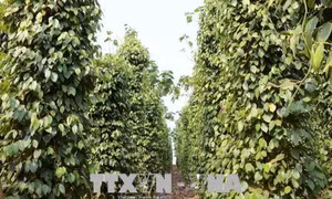 Tây Nguyên tập trung chăm sóc, phòng chống ngập úng cây tiêu