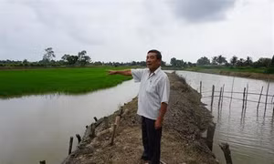 Nuôi tôm "sạch" đem lại hiệu quả cao ở Mỹ Xuyên