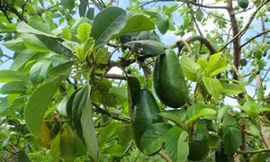 Kỹ thuật trồng và chăm sóc cây bơ