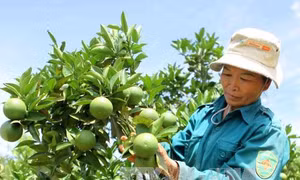 Kỹ thuật chăm sóc cây cam sau thu hoạch