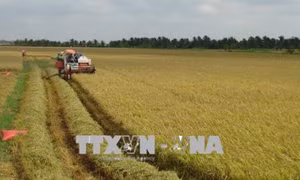 Trà Vinh nhân rộng mô hình trồng lúa thông minh