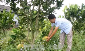 Lai Châu hình thành các vùng chuyên canh gắn với ứng dụng khoa học