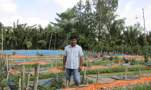 Anh Nguyễn Minh Đời lãi lớn nhờ lót bạt nuôi lươn trên ruộng