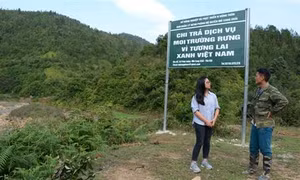 Hiệu quả từ chính sách chi trả dịch vụ môi trường rừng