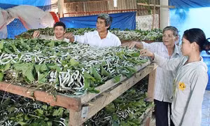 Đạ Tẻh phát triển nghề trồng dâu chăn tằm
