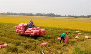 Long An tập trung nhiều giải pháp chăm sóc vụ lúa Hè Thu
