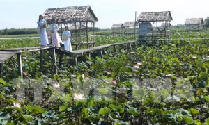 Tạo thương hiệu riêng cho sen Tháp Mười