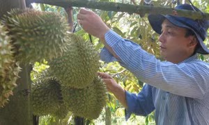 Để cây sầu riêng ra hoa nghịch (trái) vụ