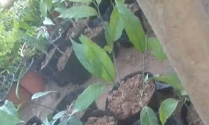 Kỹ thuật gây trồng rau sắng