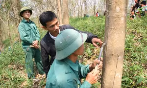 Người dân Lai Châu phấn khởi đón dòng “vàng trắng”