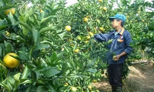 Hưng Yên hình thành vùng trồng cam theo tiêu chuẩn VietGap
