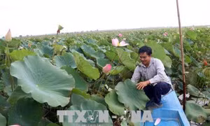 Ông Tạ Văn Chung thành công với mô hình trồng sen trên nền đất lúa