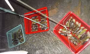 Kỹ thuật sản xuất giống nhân tạo móng tay dày