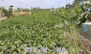 Tiền Giang đầu tư gần 25 tỷ đồng làm thủy lợi nội đồng chống hạn