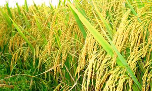 Kỹ thuật chọn giống lúa khỏe