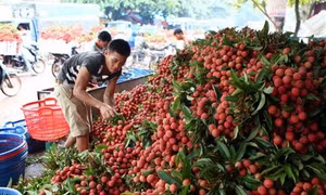 Bắc Giang đẩy mạnh phát triển, tiêu thụ các sản phẩm nông sản chủ lực, đặc trưng địa phương