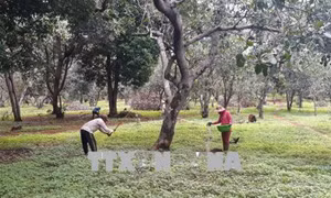 Bình Phước khuyến cáo nhà nông thận trọng khi trồng giống điều mới