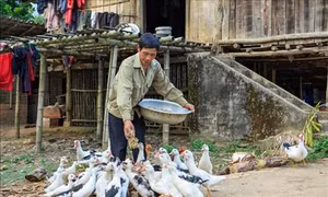 Tín dụng chính sách giúp người dân Mường Ảng thoát nghèo 