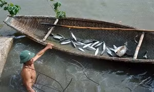 Kỹ thuật nuôi cá đối mục trong ao đất