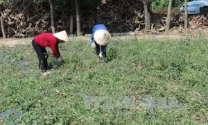 Quảng Trị tập trung phát triển “6 cây, 2 con” chủ lực