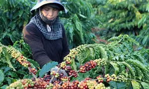 Tây Nguyên có nhiều giống cà phê vối chất lượng cao, thích ứng biến đổi khí hậu