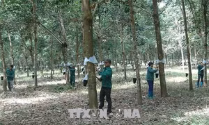 Cao su Phú Riềng xuất khẩu sang 42 quốc gia