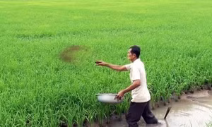 Hà Nam hỗ trợ nông dân sử dụng phân bón vi sinh cho lúa
