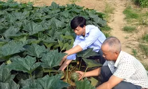 Hồi sinh nơi rốn lũ Sơn Lương