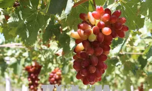 Ninh Thuận nâng cao hiệu quả kinh tế của giống nho mới
