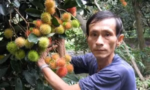 Thu lợi nhuận cao bằng cách xử lý chôm chôm ra trái nghịch vụ