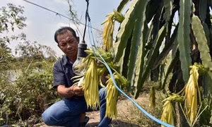 Anh Nghiêm Phước Hùng xử lý thanh long cho trái nghịch mùa